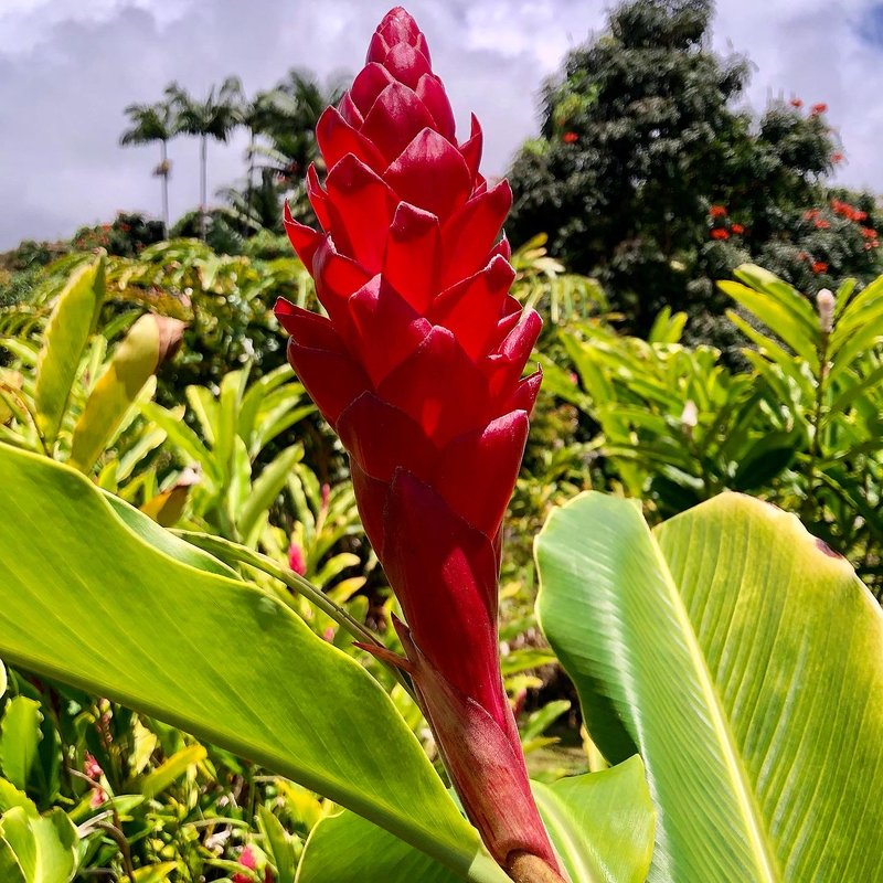 Red Ginger photo 6
