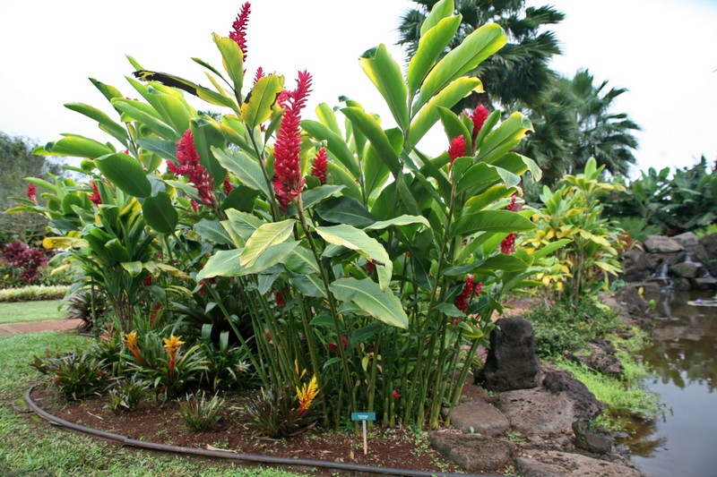 Red Ginger photo 7