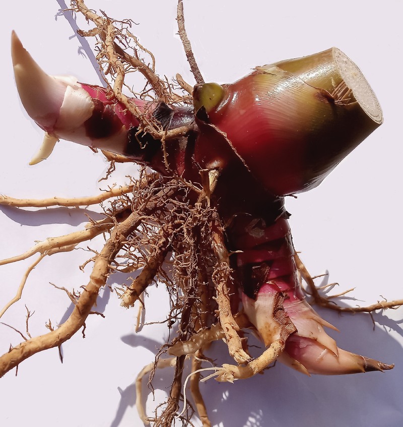 Red Ginger photo 8