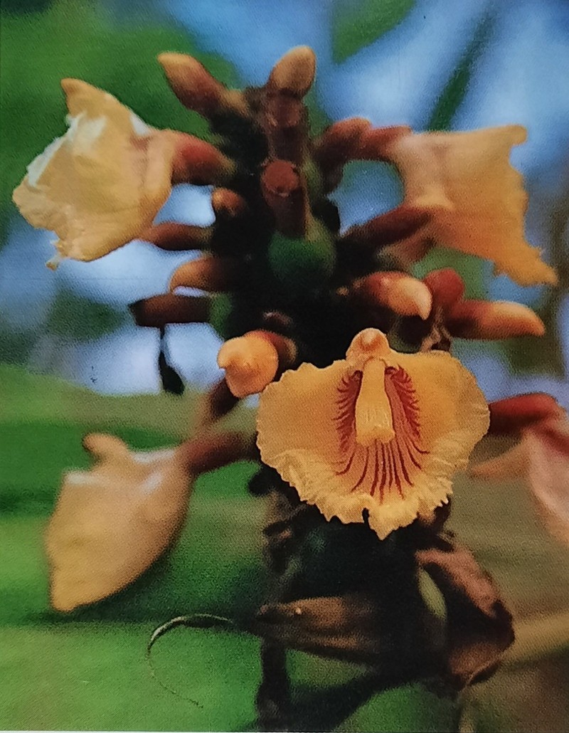 Alpinia rafflesiana photo 2