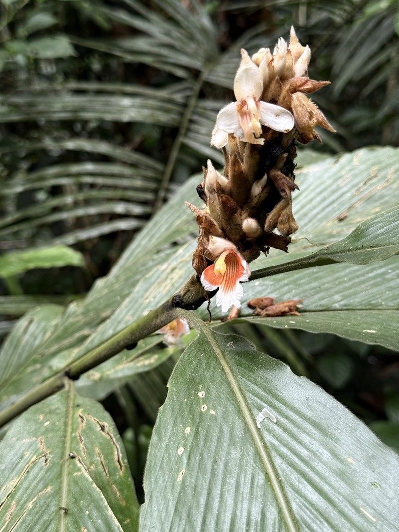 Alpinia rafflesiana photo 4