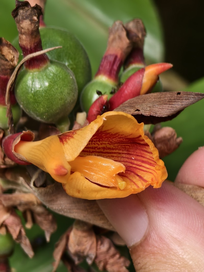 Alpinia rafflesiana photo 5