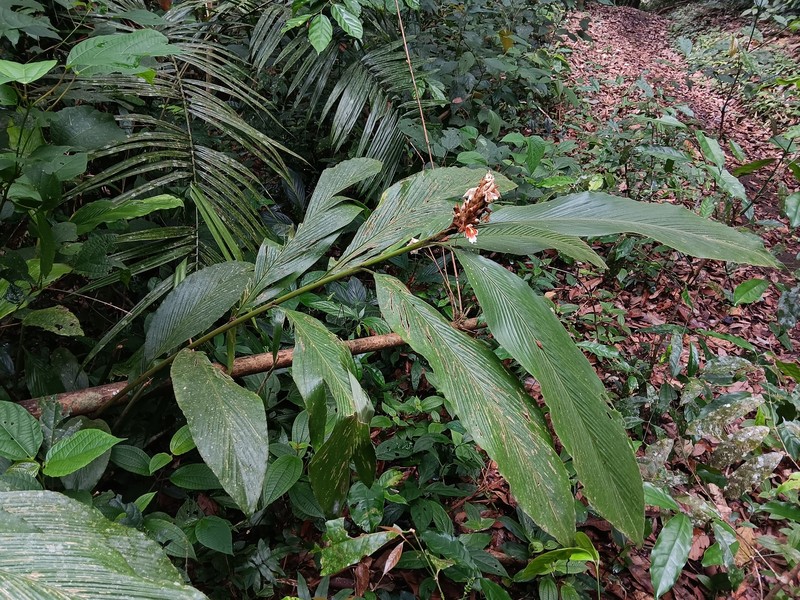 Alpinia rafflesiana photo 6