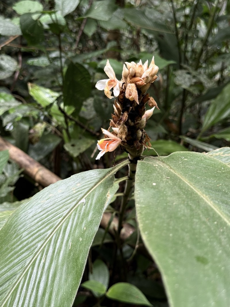 Alpinia rafflesiana photo 7