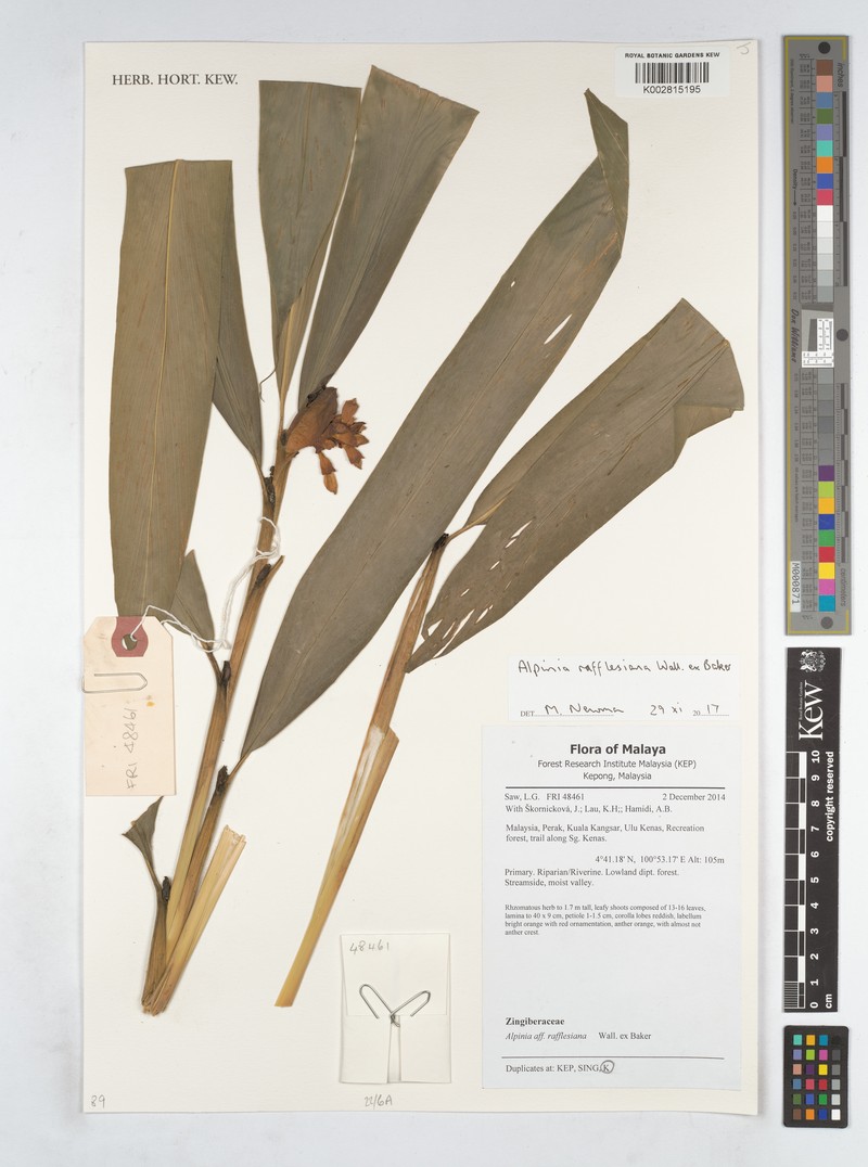Alpinia rafflesiana photo 8