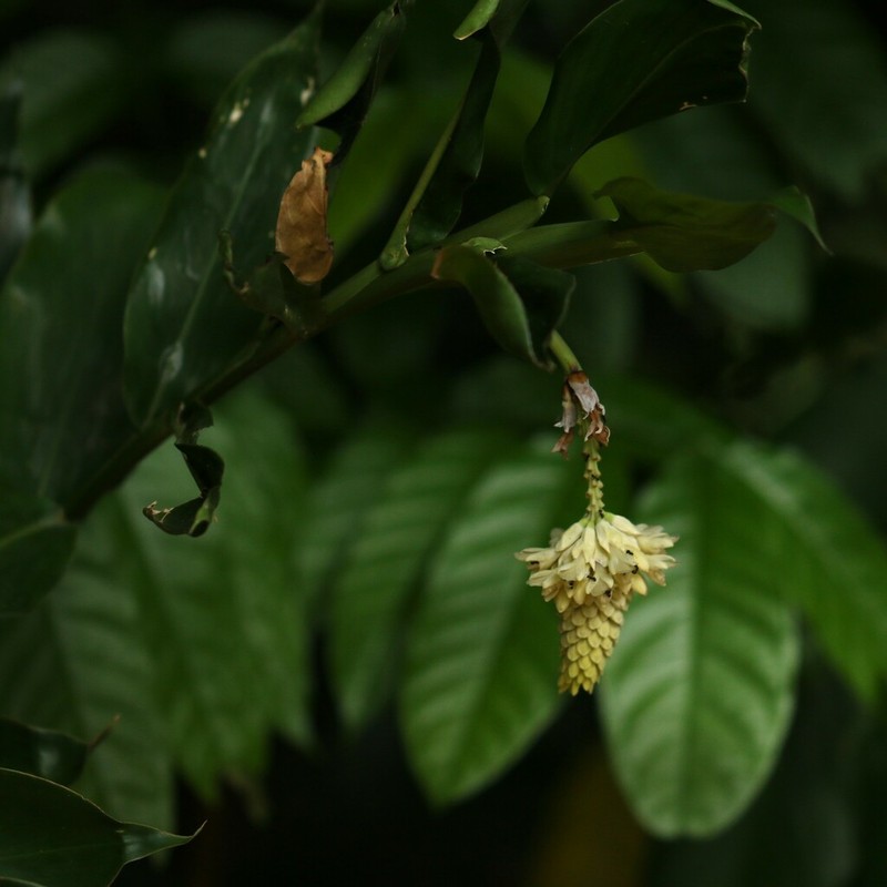 Alpinia romblonensis