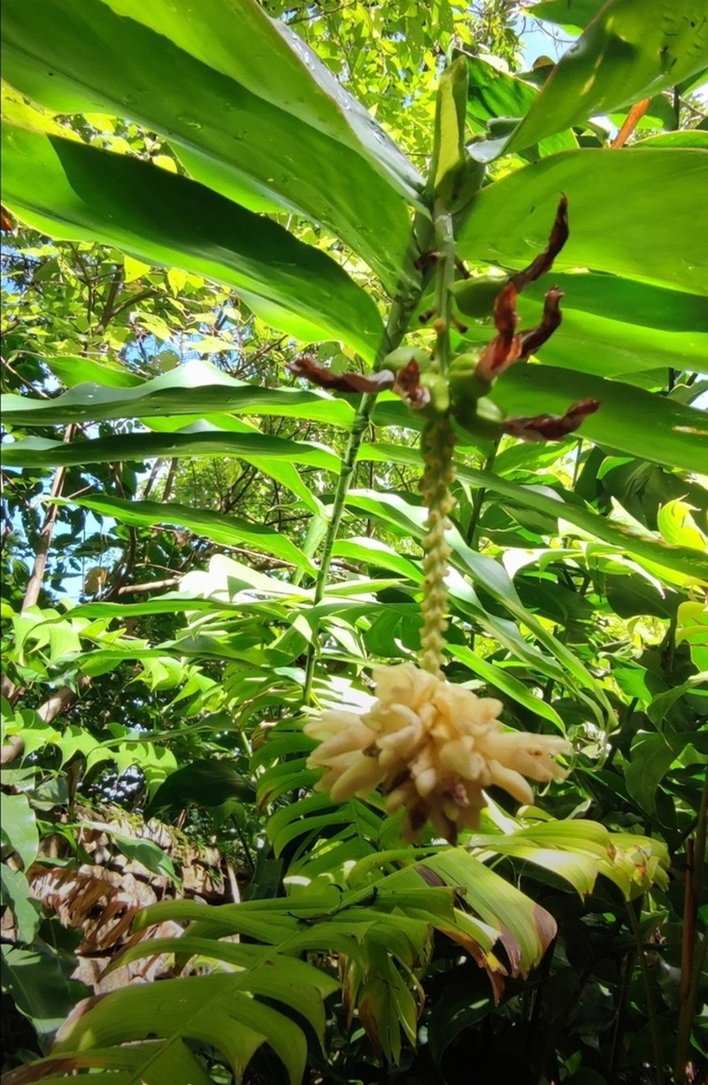 Alpinia romblonensis photo 2