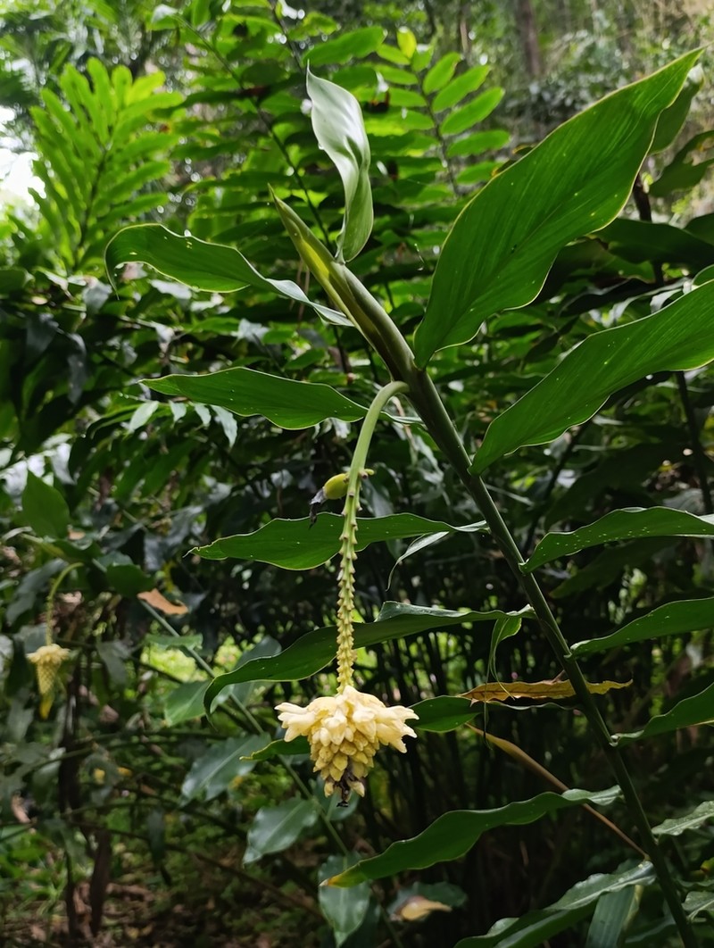 Alpinia romblonensis photo 3