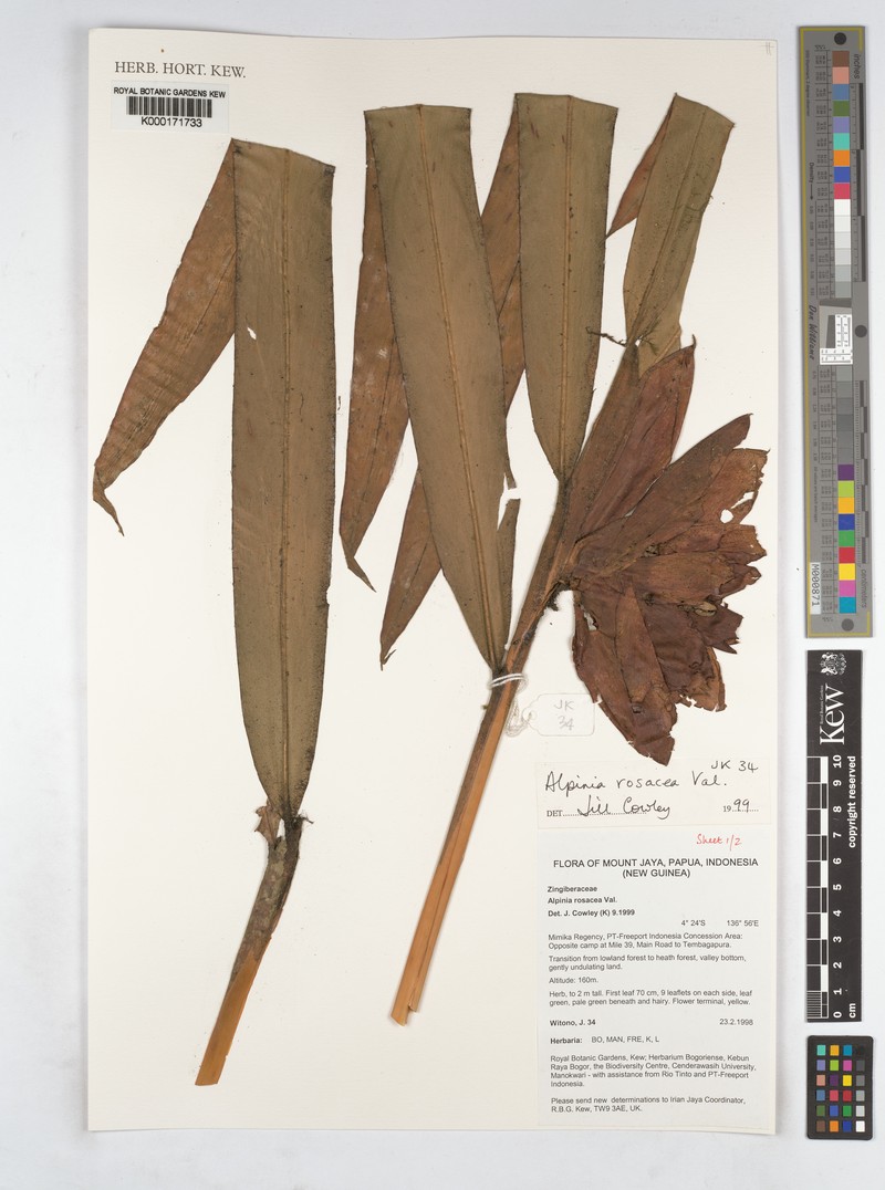 Alpinia rosacea