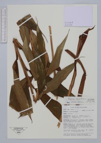 Alpinia rosea