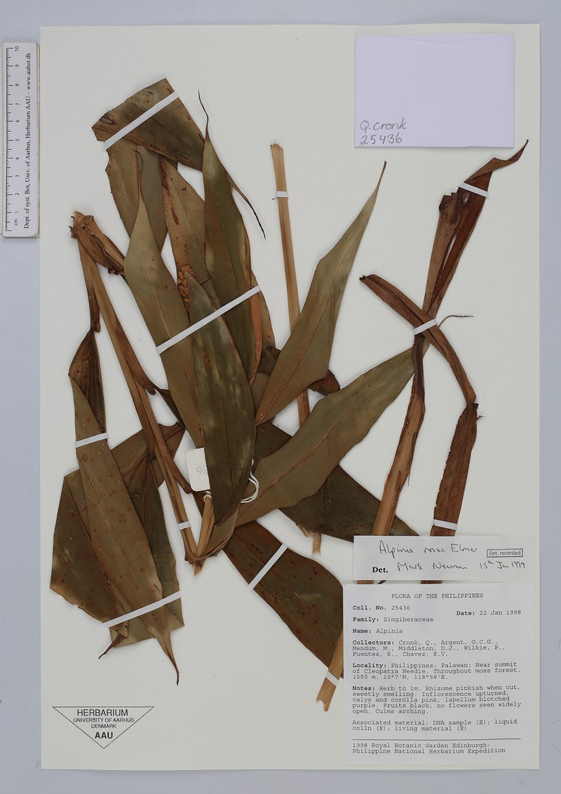 Alpinia rosea