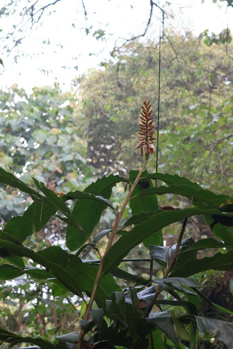 Alpinia roxburghii photo 2