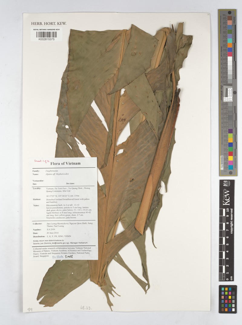 Alpinia roxburghii photo 6