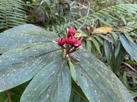 Alpinia rufa