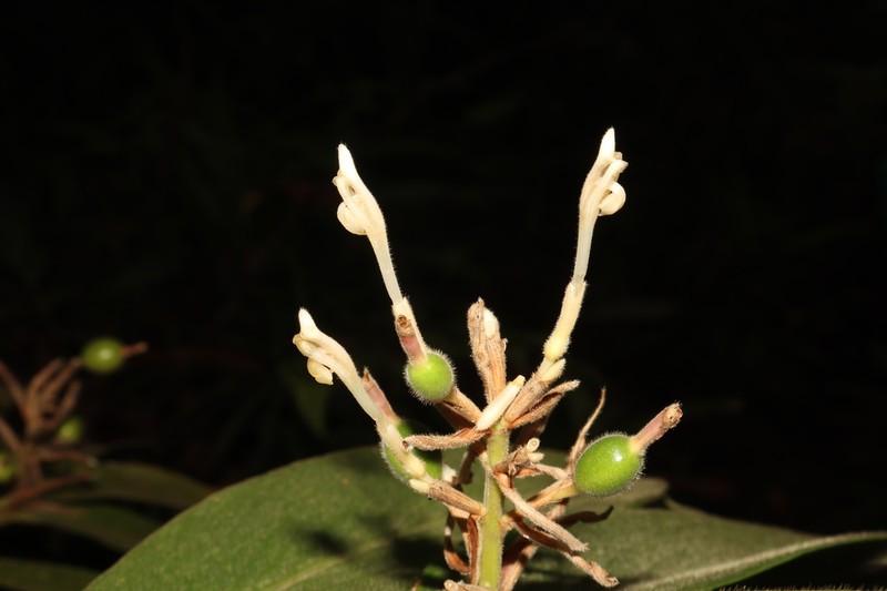 Alpinia rufa photo 3