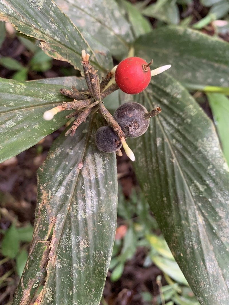 Alpinia rufa photo 4