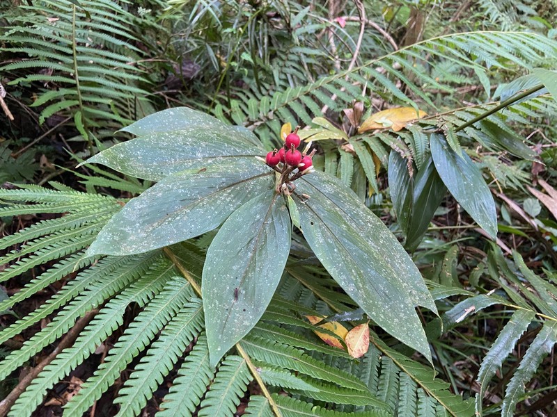 Alpinia rufa photo 7