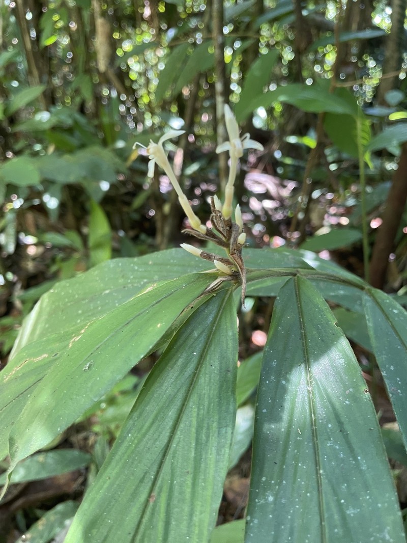 Alpinia rufa photo 8