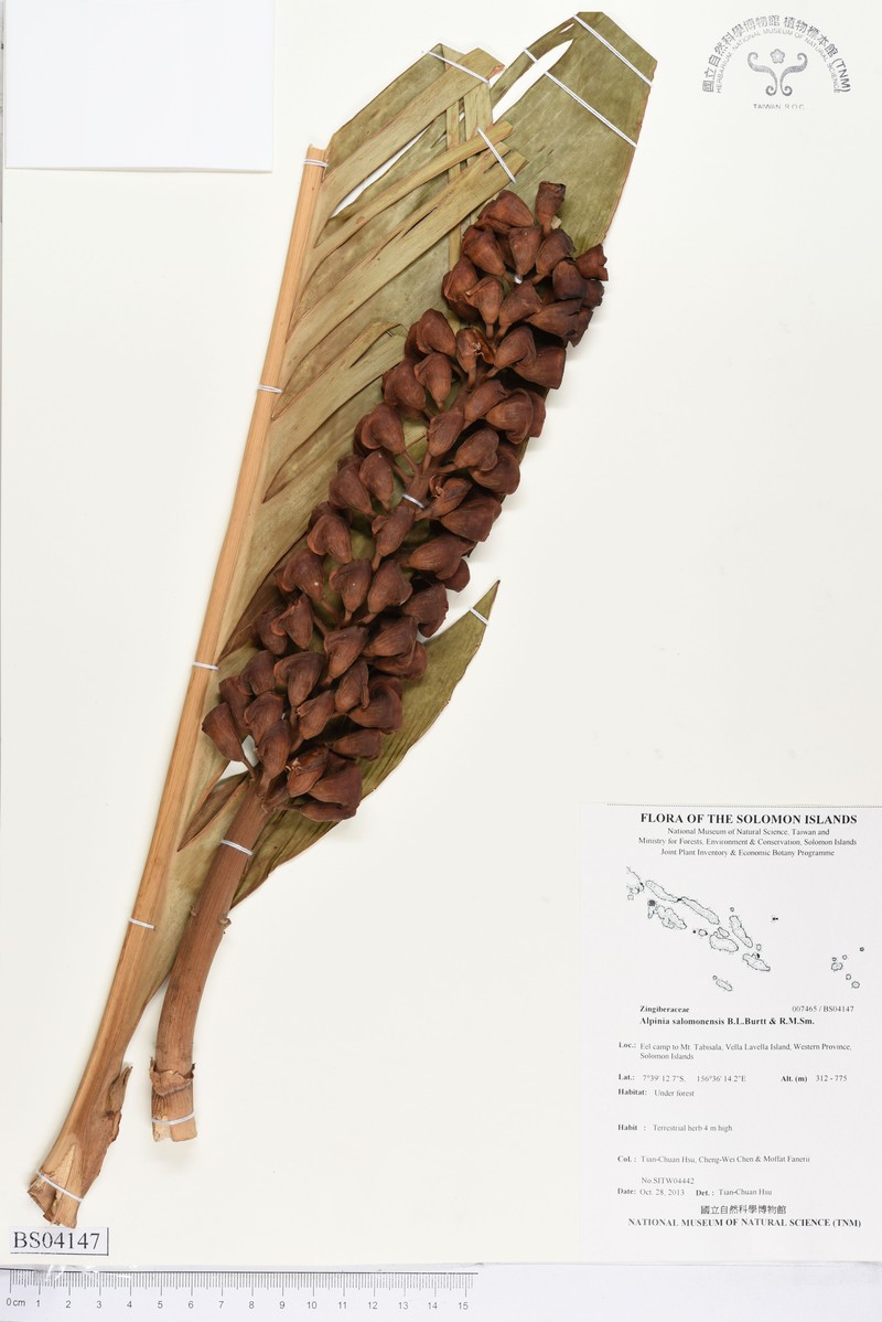 Alpinia salomonensis