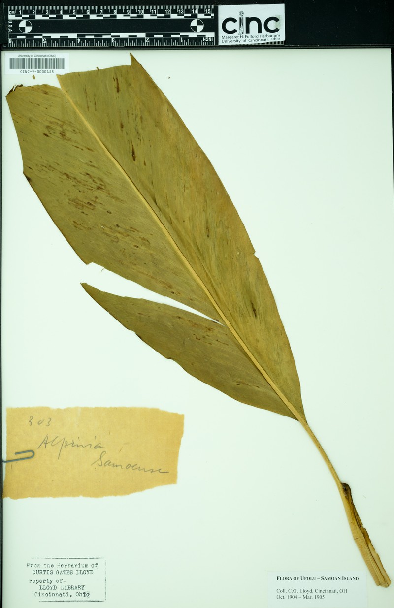 Alpinia samoensis
