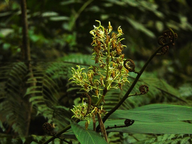 Alpinia scabra photo 2