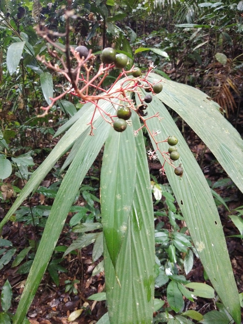 Alpinia scabra photo 3