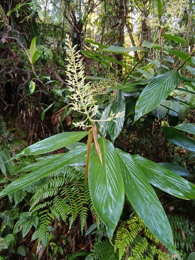 Alpinia scabra photo 5