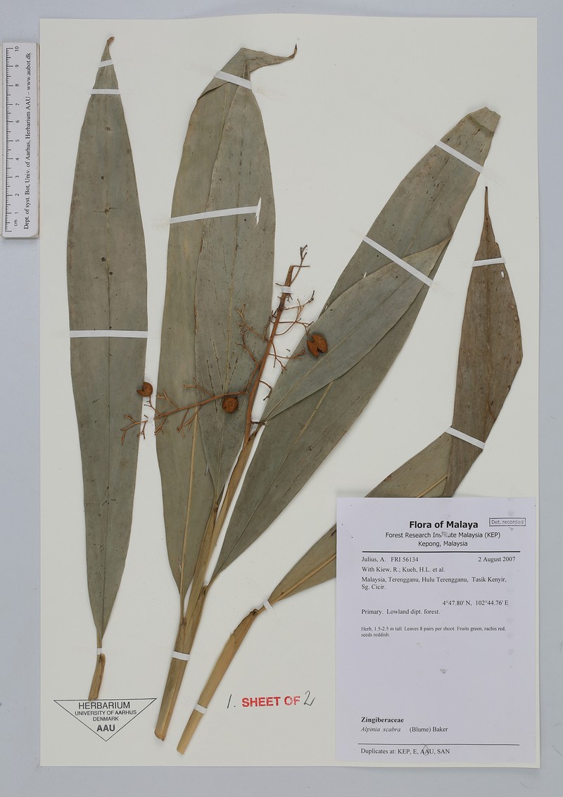 Alpinia scabra photo 6