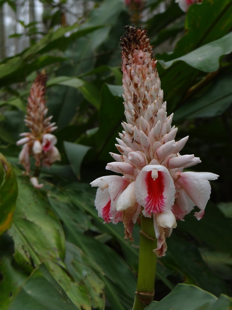Alpinia sessiliflora photo 2