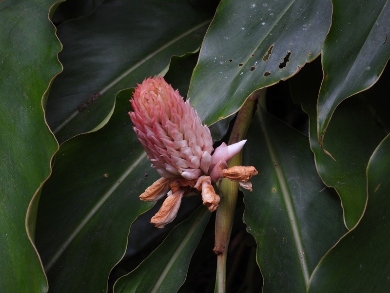 Alpinia sessiliflora photo 3