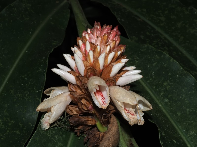 Alpinia sessiliflora photo 4