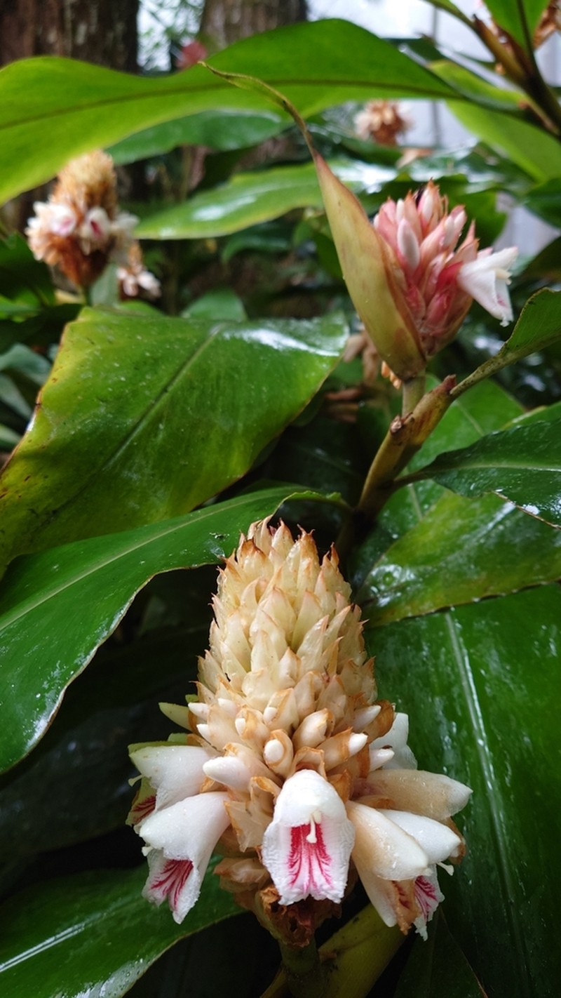 Alpinia sessiliflora photo 5