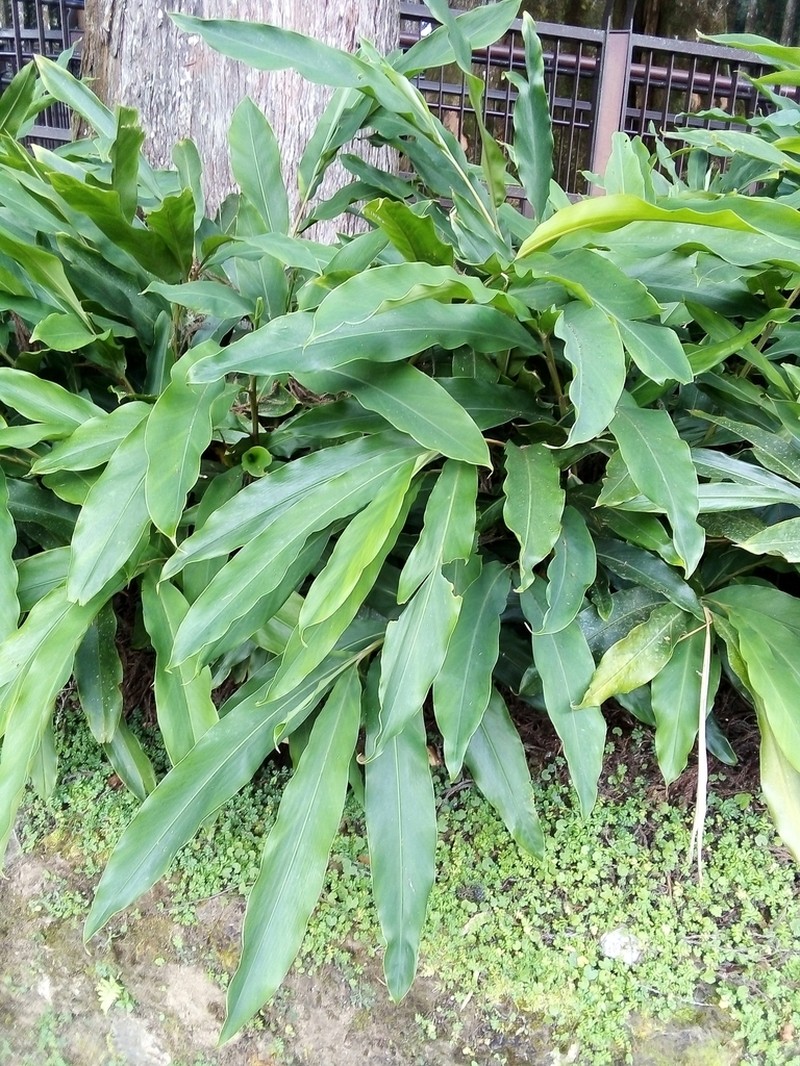 Alpinia sessiliflora photo 6