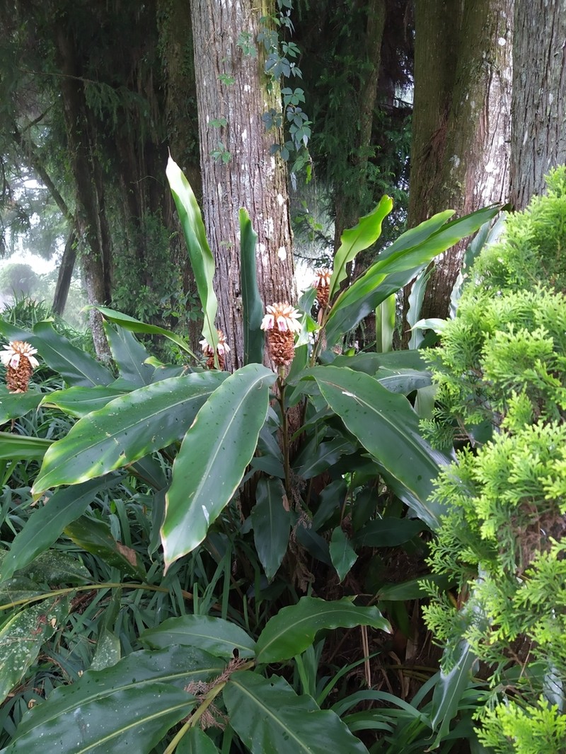 Alpinia sessiliflora photo 7