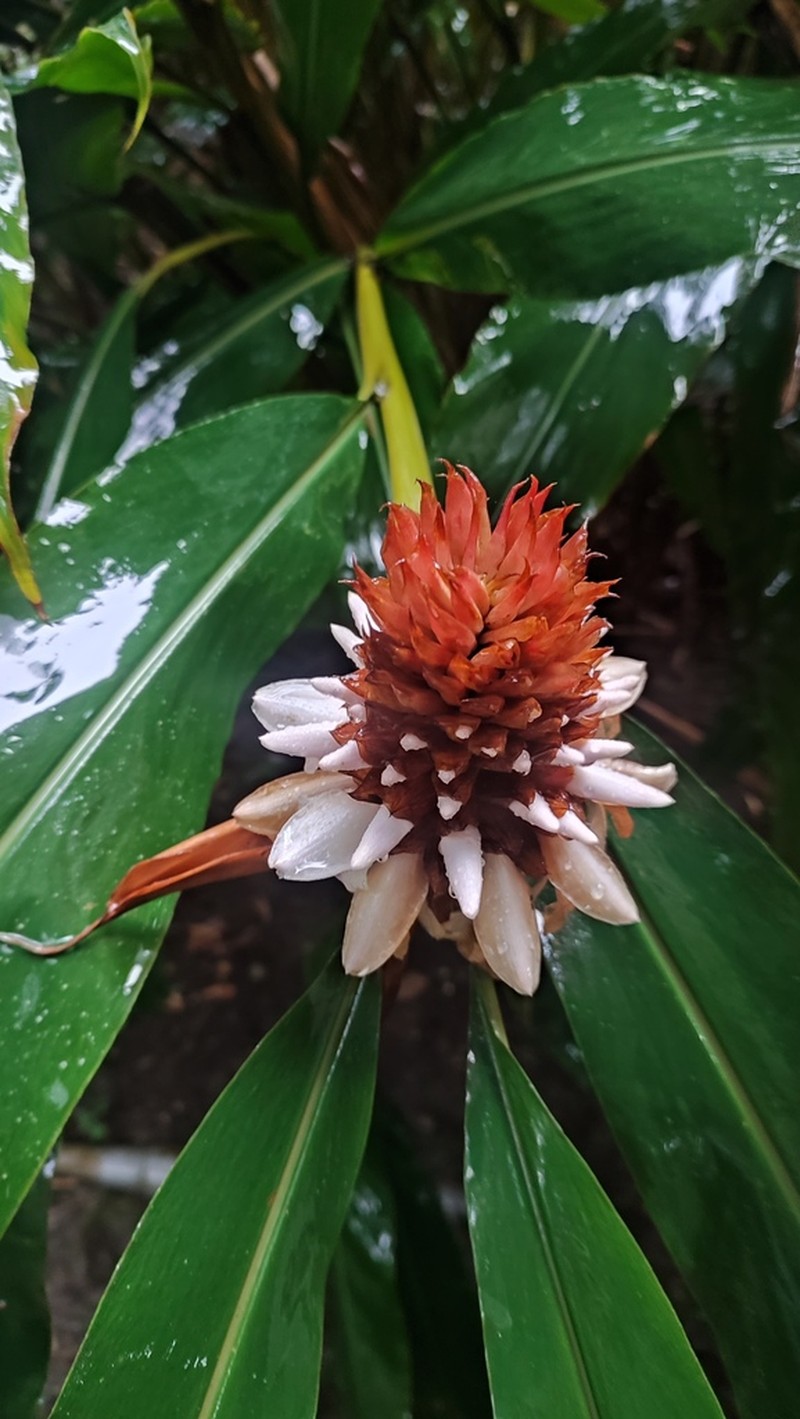 Alpinia sessiliflora photo 8