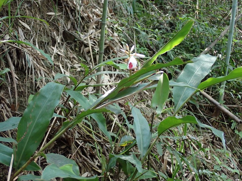 Alpinia shimadae photo 2