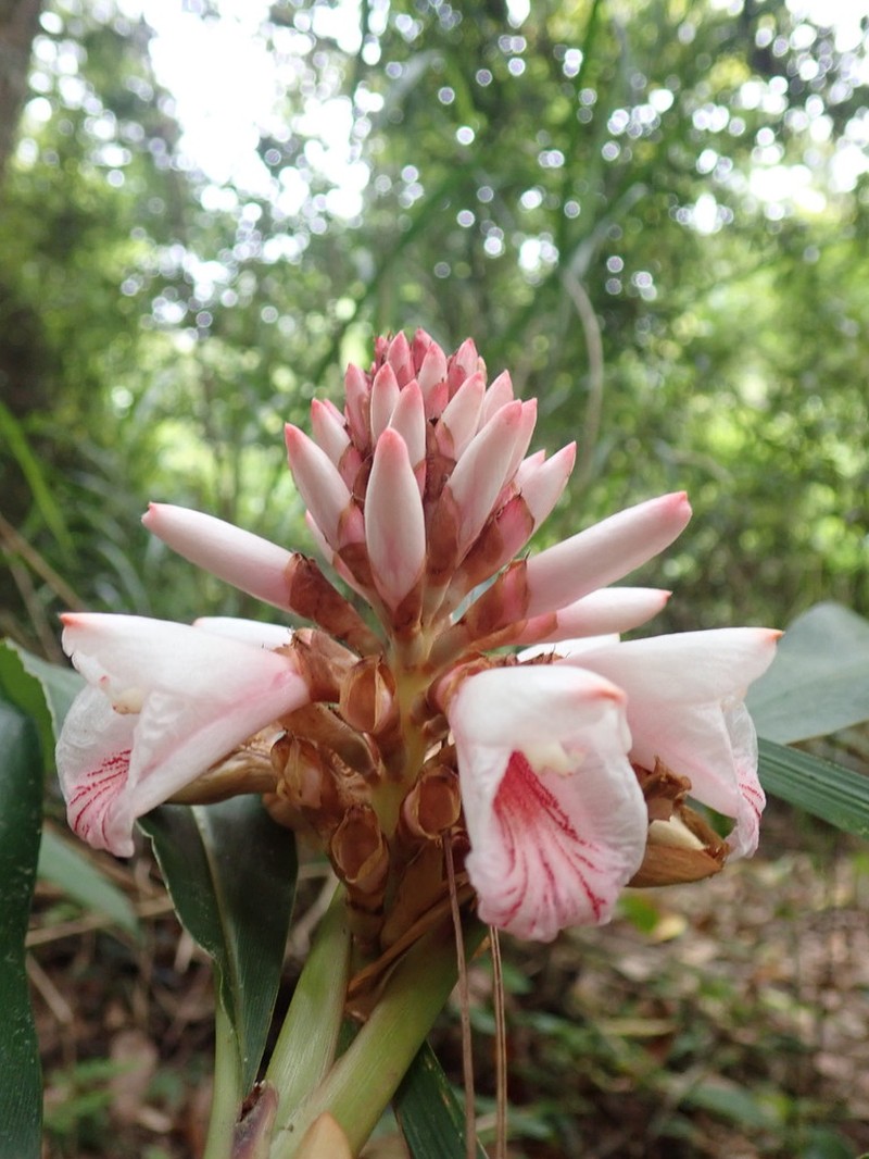 Alpinia shimadae photo 3