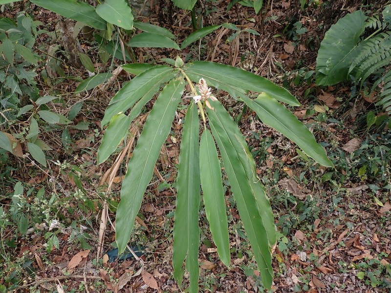 Alpinia shimadae photo 4