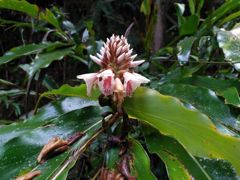 Alpinia shimadae photo 5