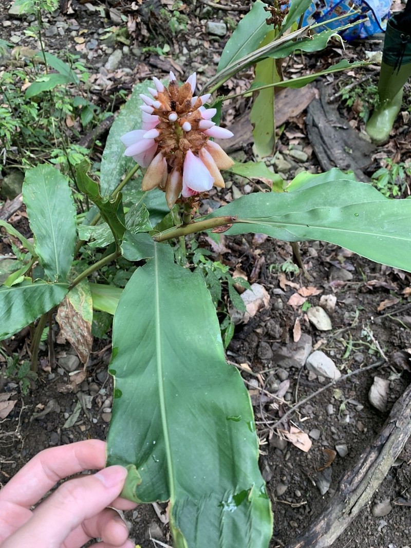 Alpinia shimadae photo 6