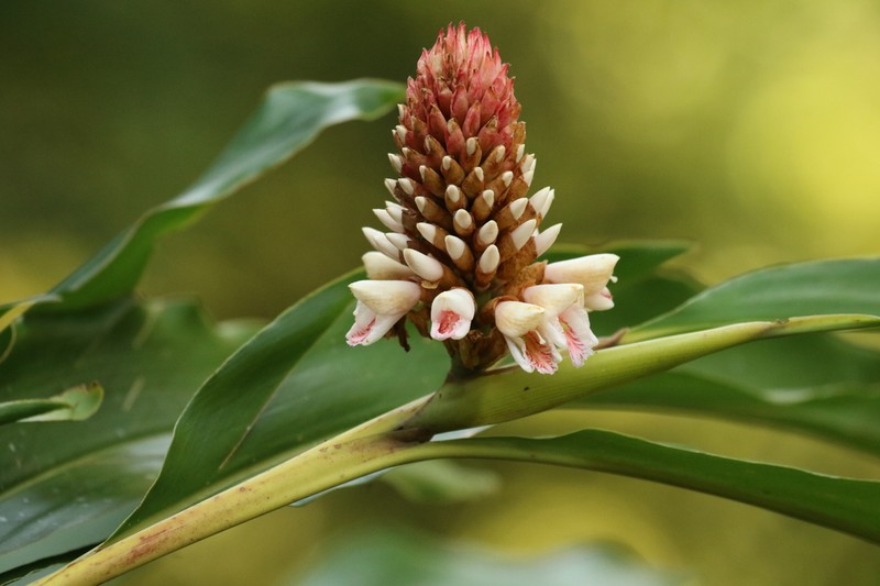 Alpinia shimadae photo 7