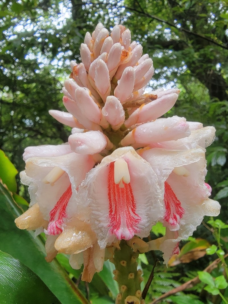 Alpinia shimadae photo 8