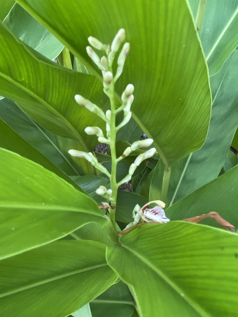 Alpinia siamensis photo 2