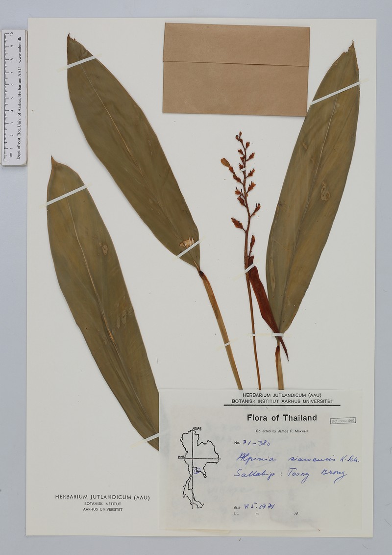 Alpinia siamensis photo 4