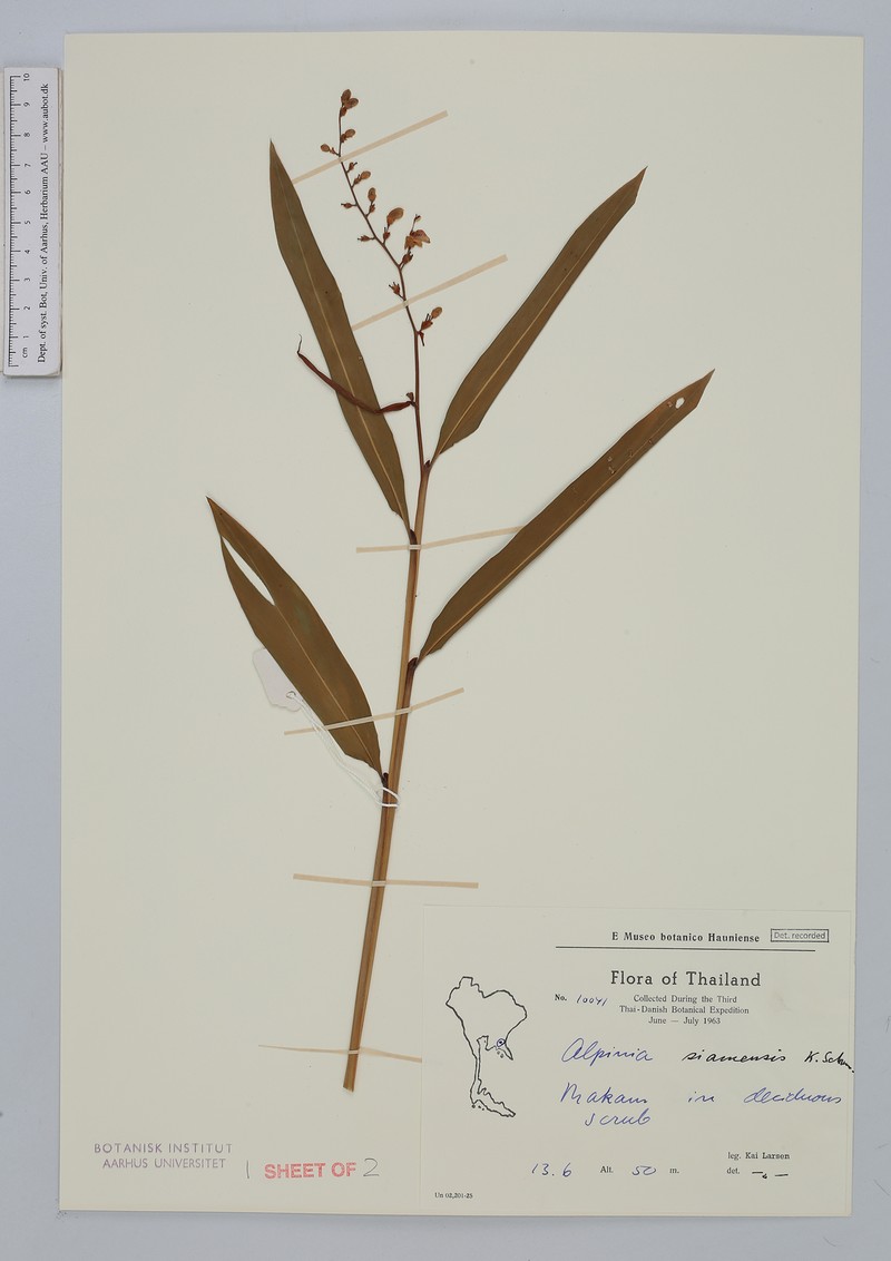 Alpinia siamensis photo 5