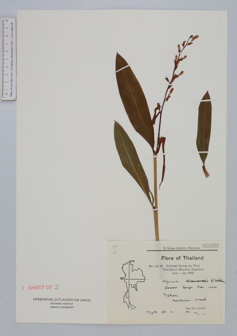 Alpinia siamensis photo 6