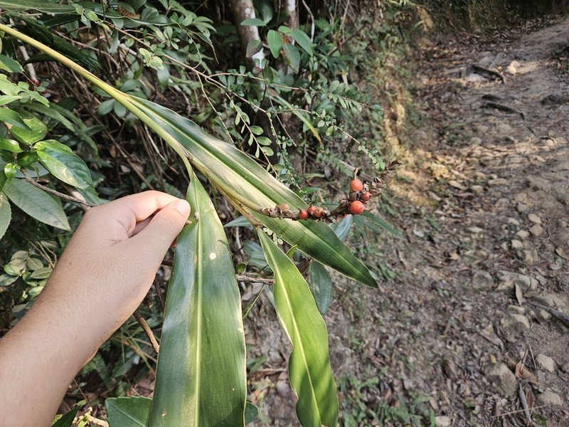 Alpinia stachyodes