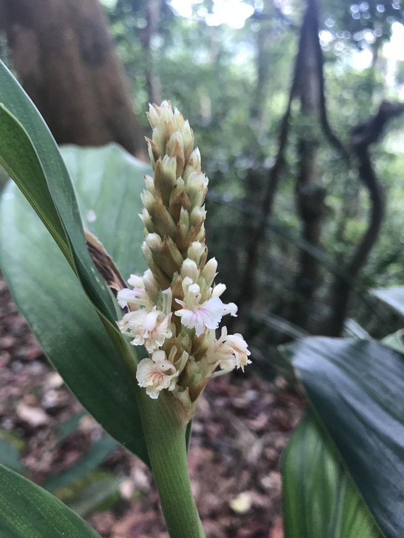 Alpinia stachyodes photo 2