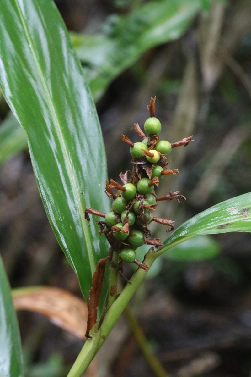 Alpinia stachyodes photo 3