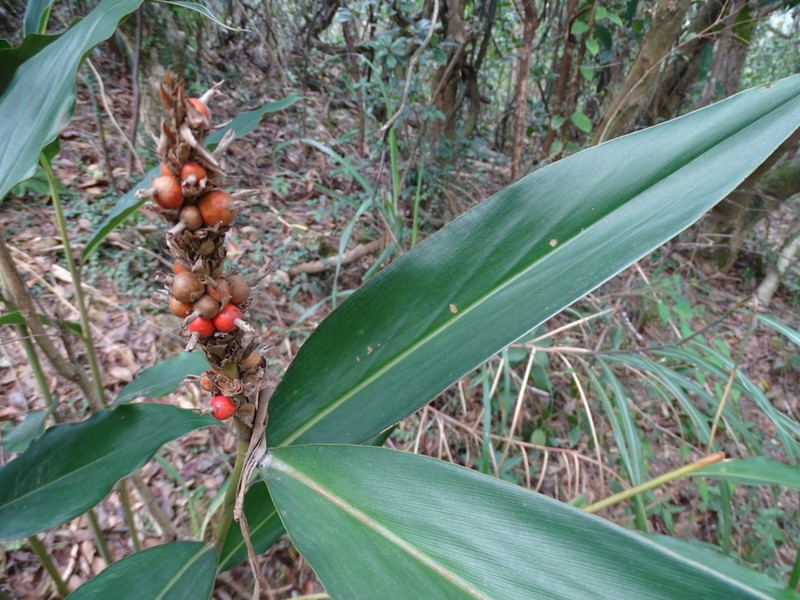 Alpinia stachyodes photo 4